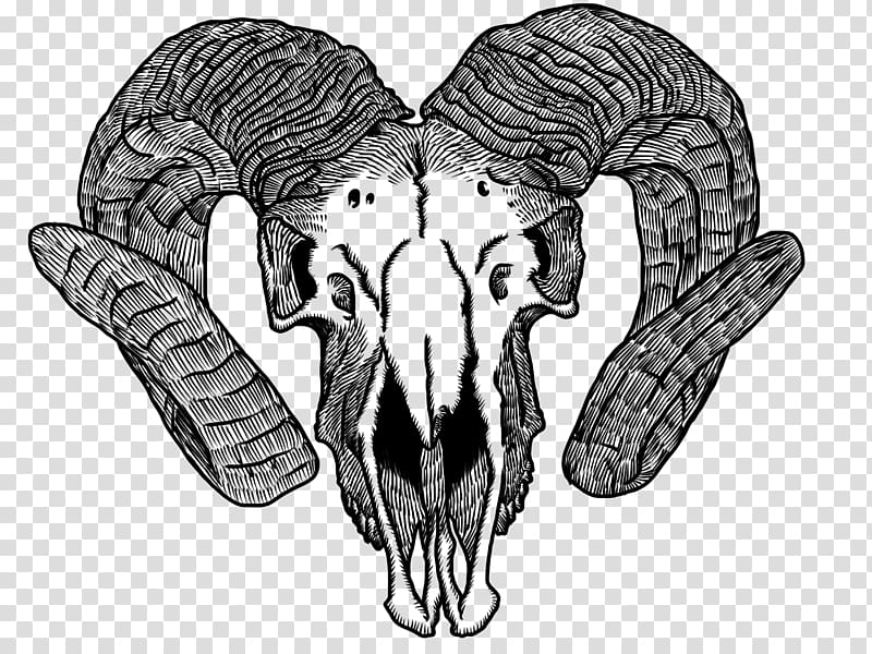 Goat Drawing Skull Horn Bone, skulls transparent background PNG clipart