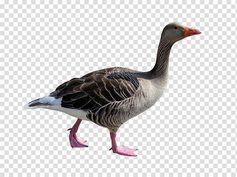 Goose Duck Bird Poultry Animal, goose transparent background PNG clipart
