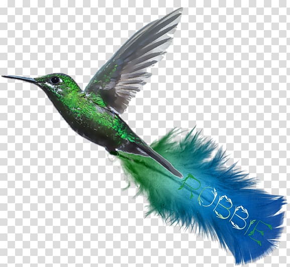 Hummingbird Turquoise Beak Blue-green Wing, feather transparent background PNG clipart