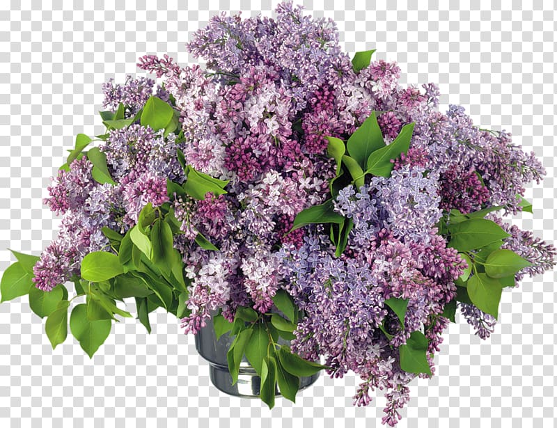 Lilac Desktop Vase , lilac transparent background PNG clipart