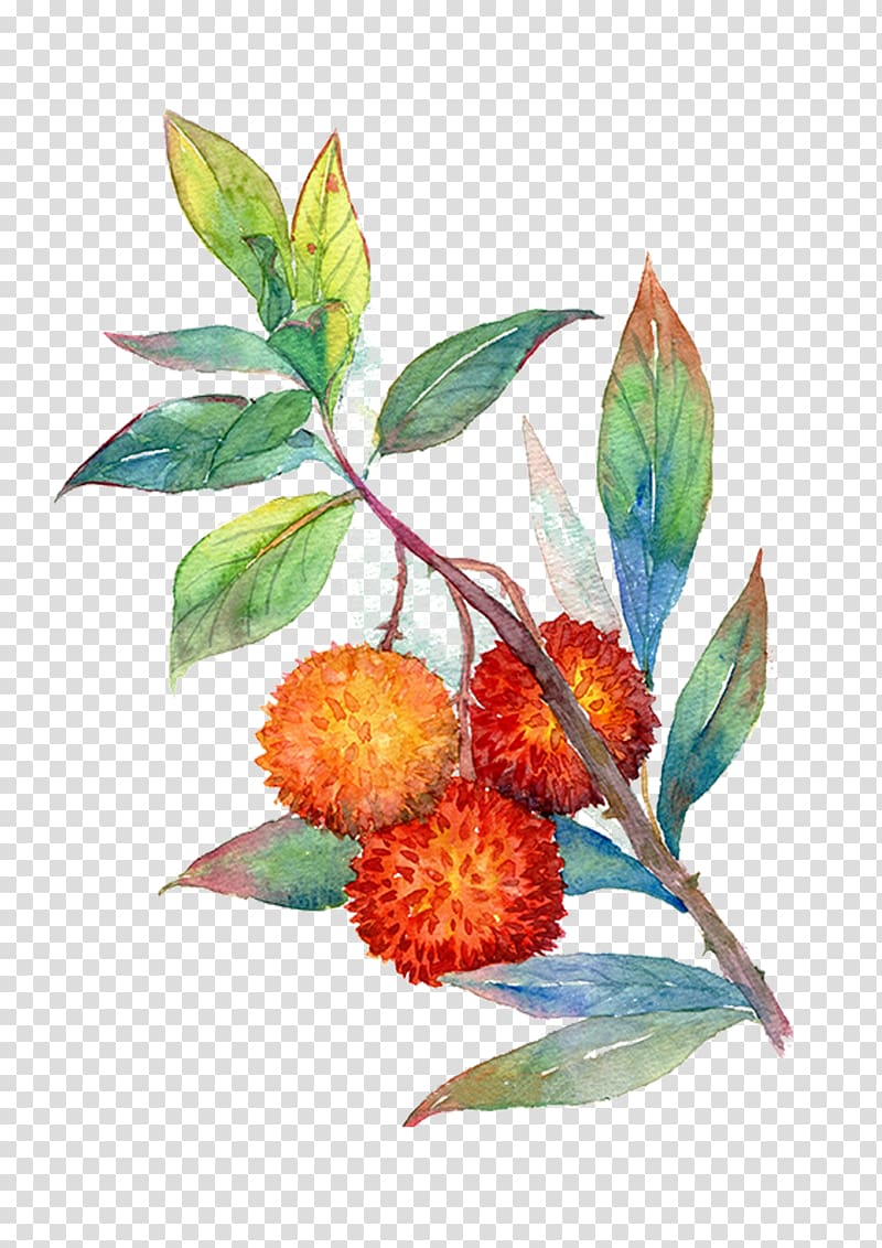 Cherry Fruit Auglis Illustration, Hand-painted cherry tree transparent background PNG clipart