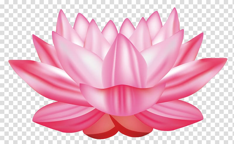 pink lotus flower , Nelumbo nucifera Water lily Euclidean , lotus transparent background PNG clipart