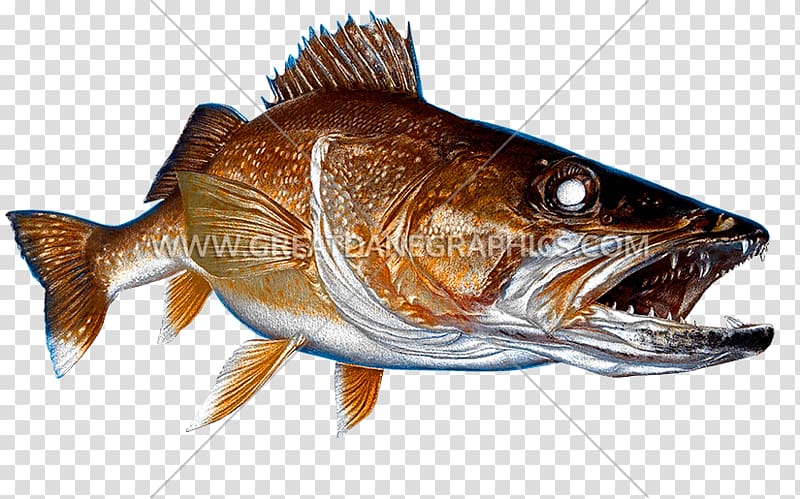 Decal Walleye Fishing Printing, Fishing transparent background PNG clipart