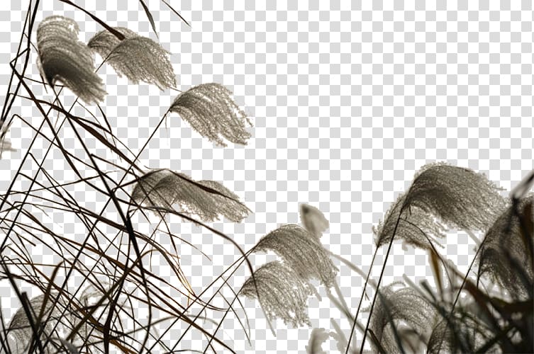 , The wind flies of the reed marshes transparent background PNG clipart