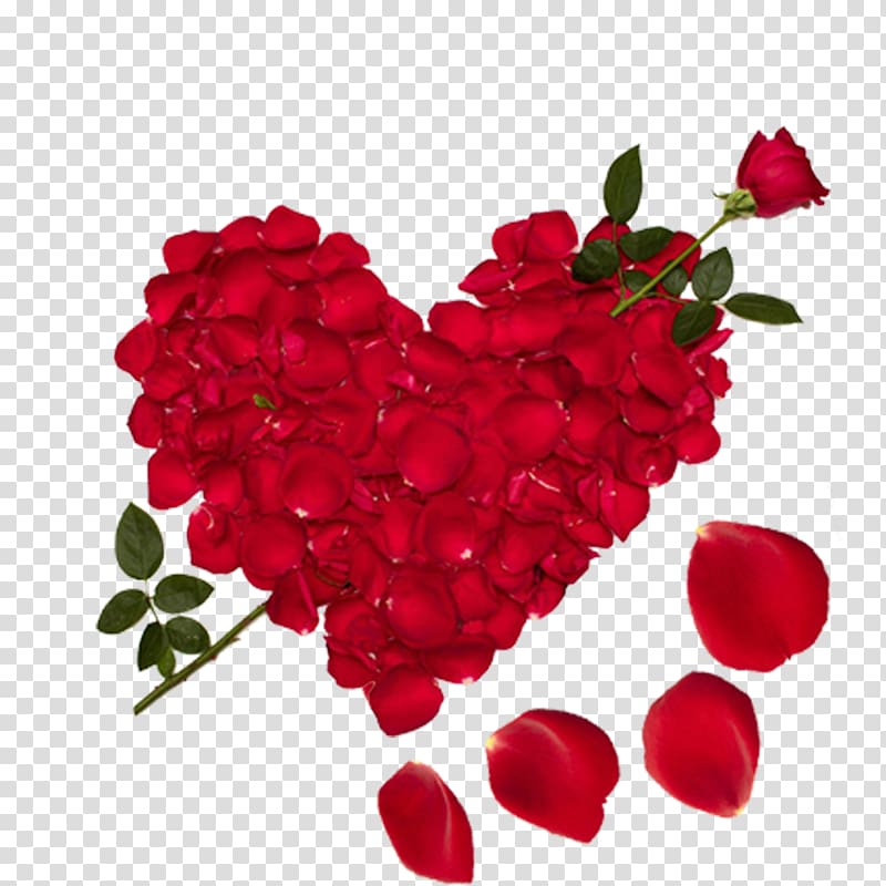 Red Rose Petal Lot Love Girlfriend Boyfriend Friendship Heart