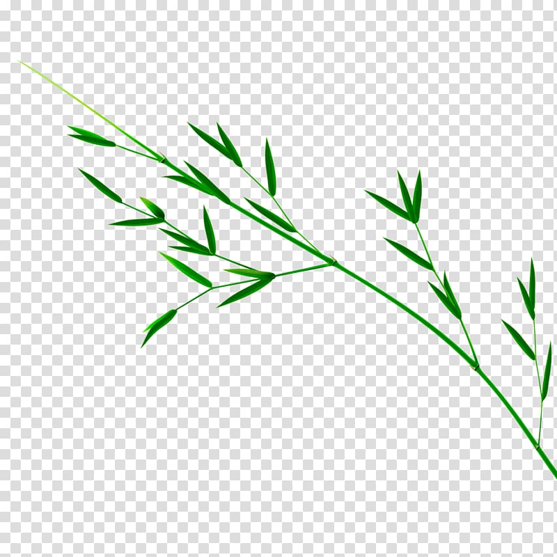 Bamboo Leaf Green, bamboo transparent background PNG clipart