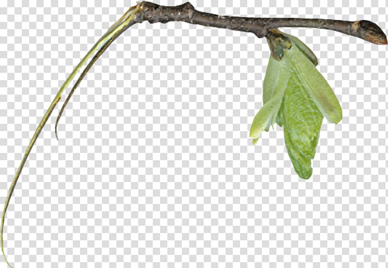 Twig Leaf Root, Leaves free transparent background PNG clipart