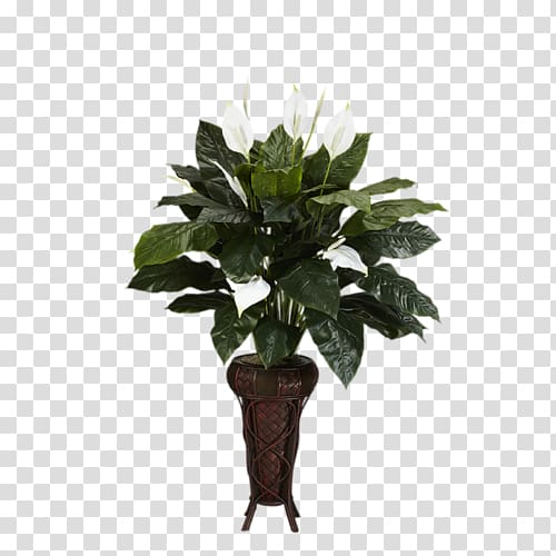 Kitchen Houseplant Peace lily Furniture, kitchen transparent background PNG clipart
