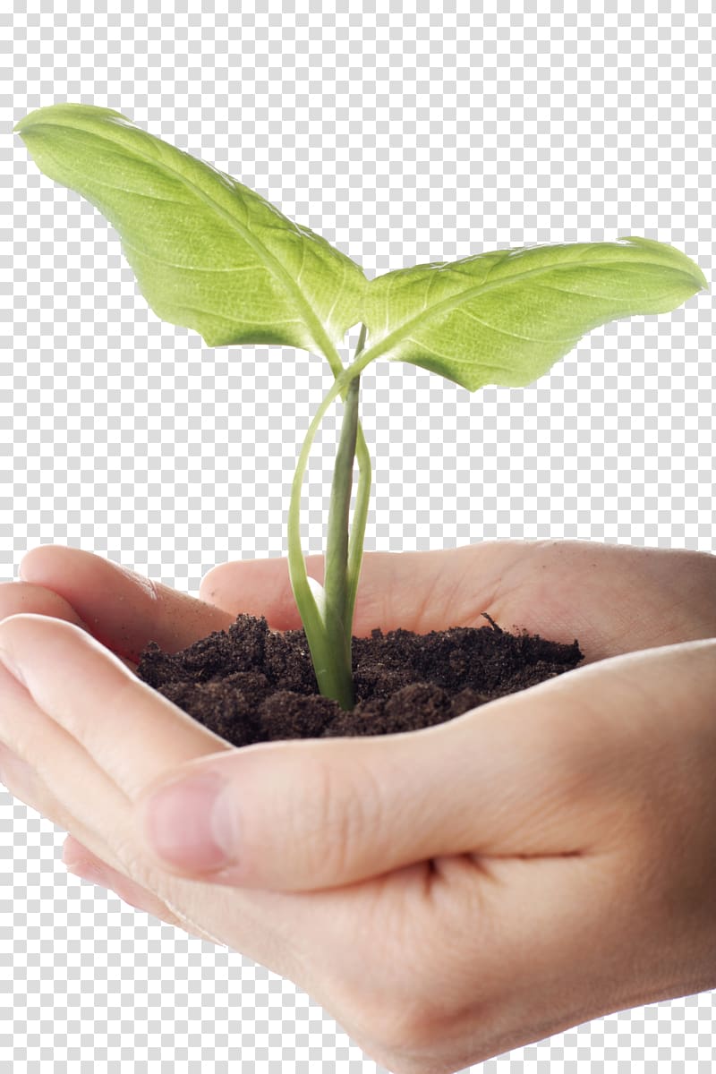 green leafed plant on person's hand, Seedling .xchng, Holding plant seedling transparent background PNG clipart