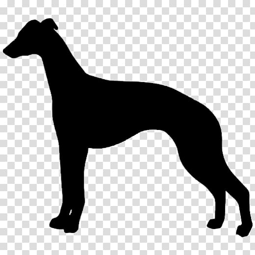 Whippet Saluki Greyhound Borzoi Rhodesian Ridgeback, others transparent background PNG clipart