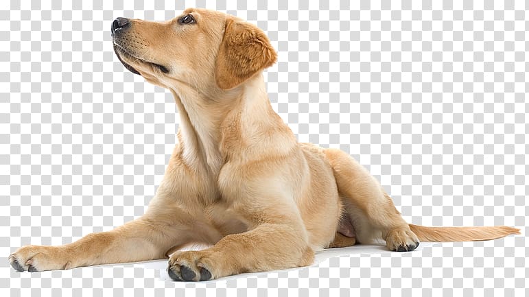 Labrador Retriever Golden Retriever Puppy Dog training, happy puppy transparent background PNG clipart
