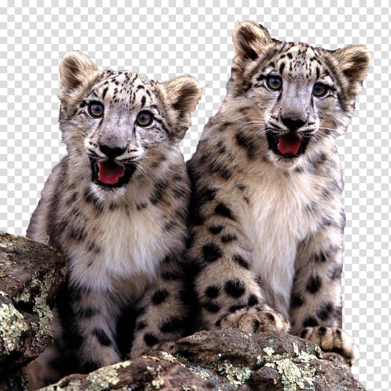 The Snow Leopard Cat Felidae Fact, Two cute little snow leopard cubs transparent background PNG clipart