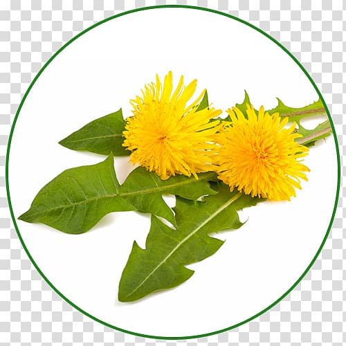 Dietary supplement Health Herb Plant Dandelion, health transparent background PNG clipart