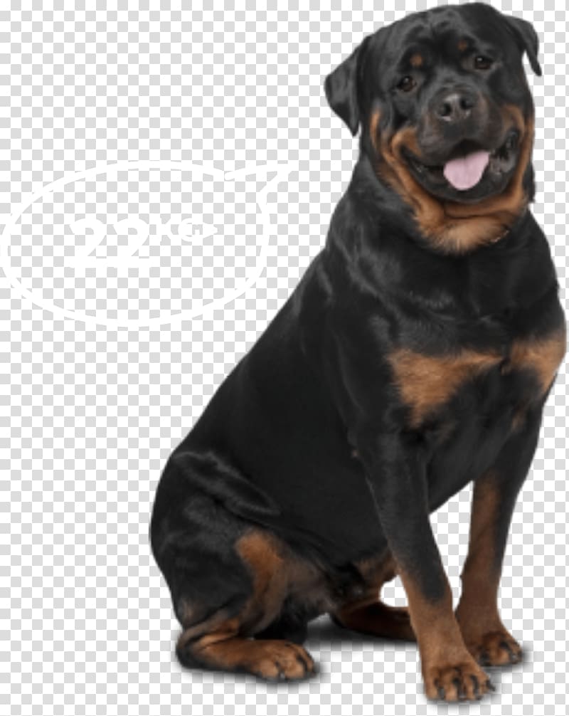 Rottweiler Golden Retriever Labrador Retriever German Shepherd Dobermann, golden retriever transparent background PNG clipart