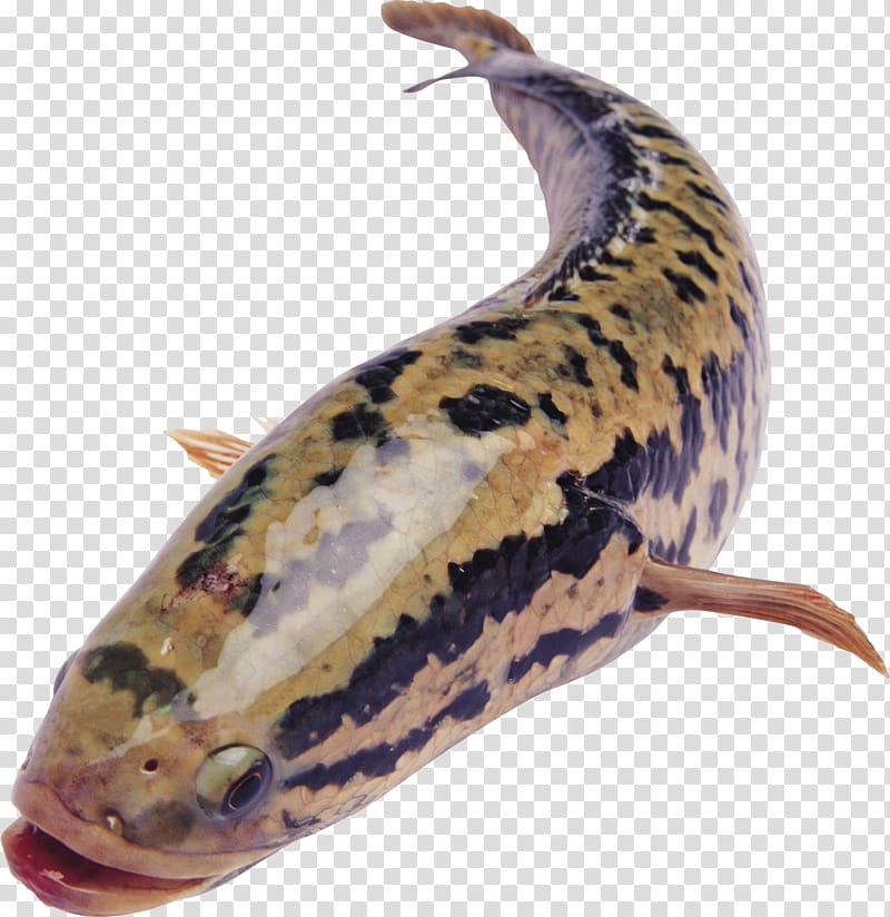 Weishan County, Shandong Fish Nansi Lake Northern snakehead C&A, marine fish transparent background PNG clipart