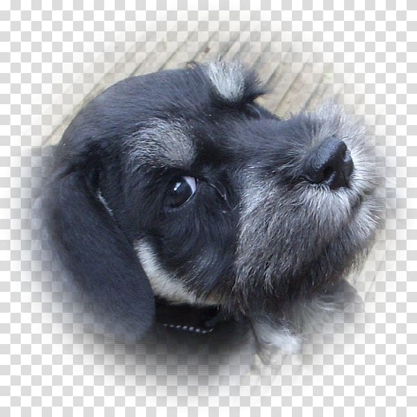 Miniature Schnauzer Standard Schnauzer Schnoodle Affenpinscher Dog breed, puppy transparent background PNG clipart