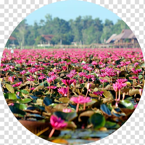 Krabi Province Phuket Province Thale Noi Waterfowl Reserve Ko Lipe, others transparent background PNG clipart