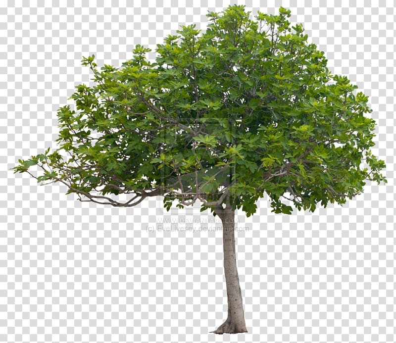 Tree planting Oak Shrub Nursery, tree transparent background PNG clipart