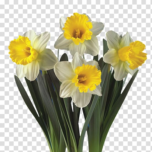 Daffodil Artikel Plant Hyacinth Cut flowers, plant transparent background PNG clipart