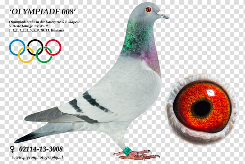 Columbidae Homing pigeon Racing Homer Pigeon racing Pigeon keeping, racing pigeon transparent background PNG clipart