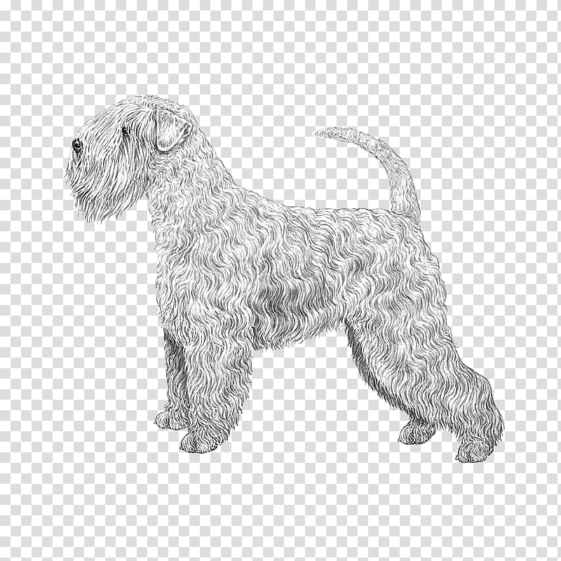Soft-coated Wheaten Terrier Irish Terrier Glen of Imaal Terrier Wire Hair Fox Terrier Lakeland Terrier, soft lines transparent background PNG clipart