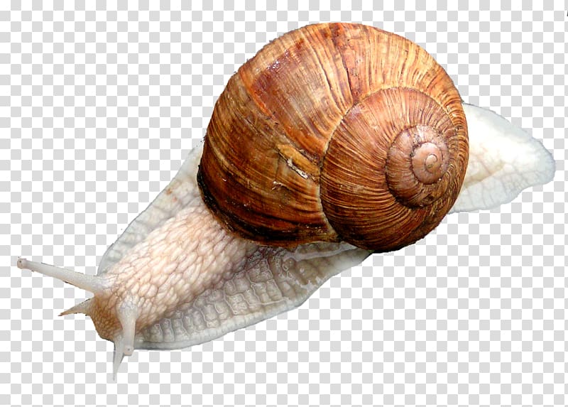 Escargot Gastropods Snail Slug Cockle, seashells transparent background PNG clipart