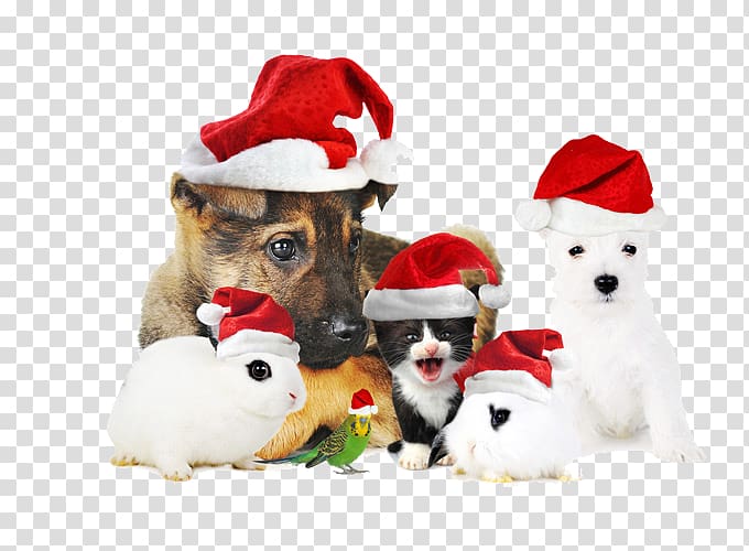 a large collection of christmas dog transparent background PNG clipart