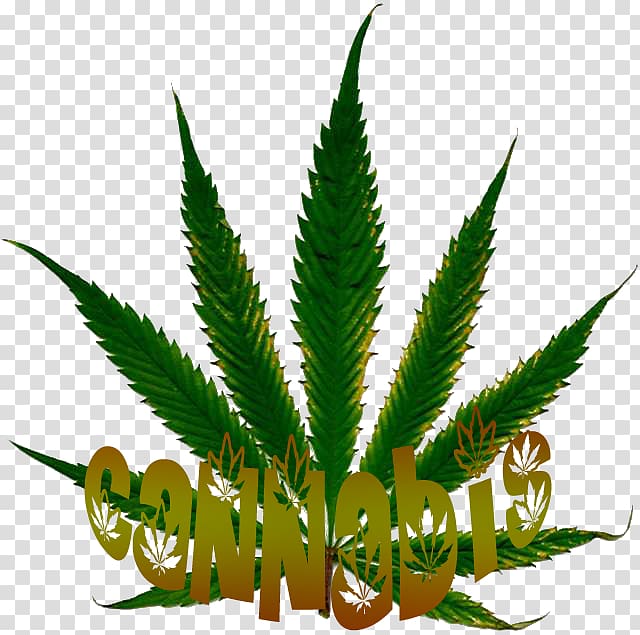 Cannabis sativa Desktop White Widow Medical cannabis, cannabis transparent background PNG clipart