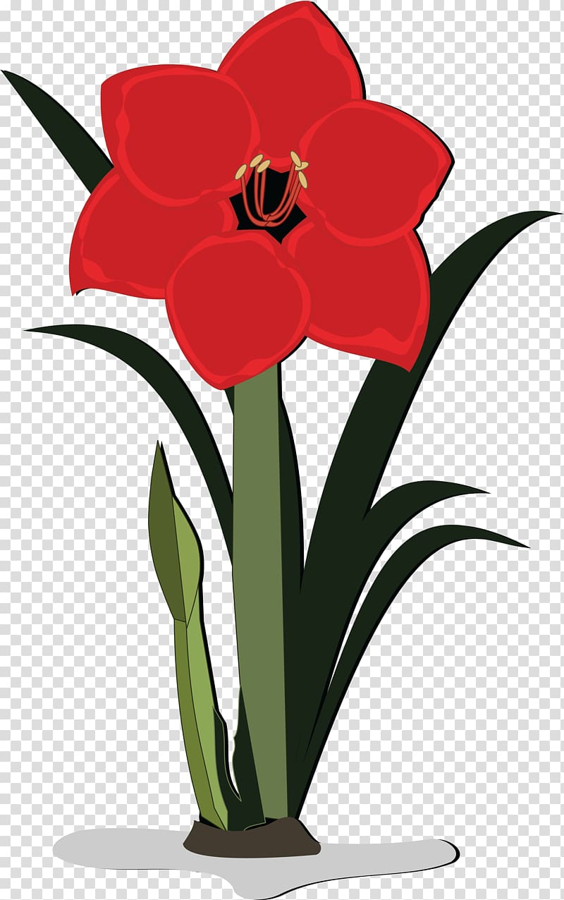 Flower Jersey lily , flower transparent background PNG clipart