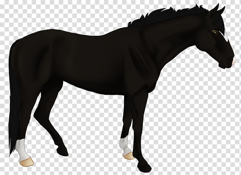 Pony Mare Stallion Mustang Mane, angry black wolf stare transparent background PNG clipart