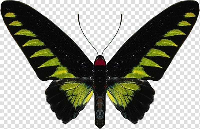 Butterfly Rajah Brooke's birdwing Insect , butterfly transparent background PNG clipart