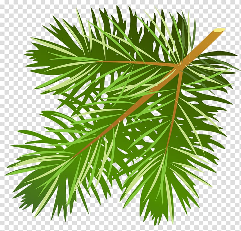 tree branch with leaves , Pine Conifer cone Branch , Pine Branch transparent background PNG clipart
