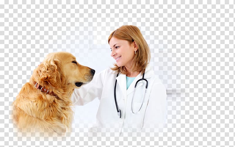 Dog Veterinarian Veterinary medicine Cat Paraveterinary worker, Dog transparent background PNG clipart