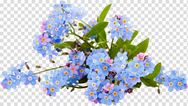 Myosotis stricta Frames, others transparent background PNG clipart