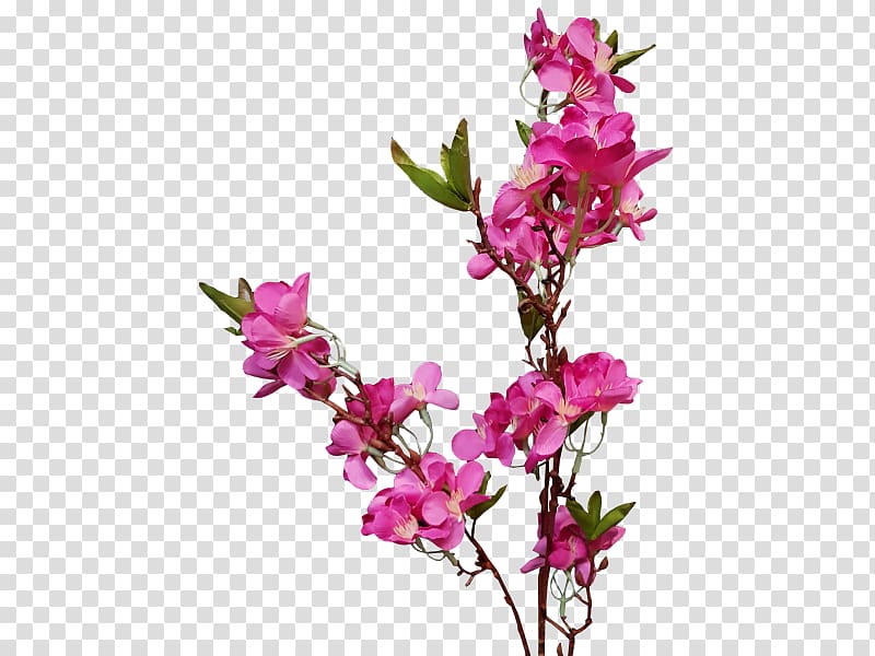 Cut flowers Floral design Flowering plant, peach blossom transparent background PNG clipart