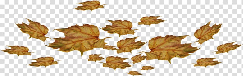 Leaf , Leaf transparent background PNG clipart