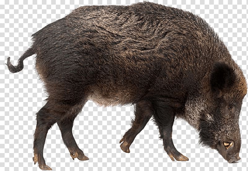 Wild boar , others transparent background PNG clipart