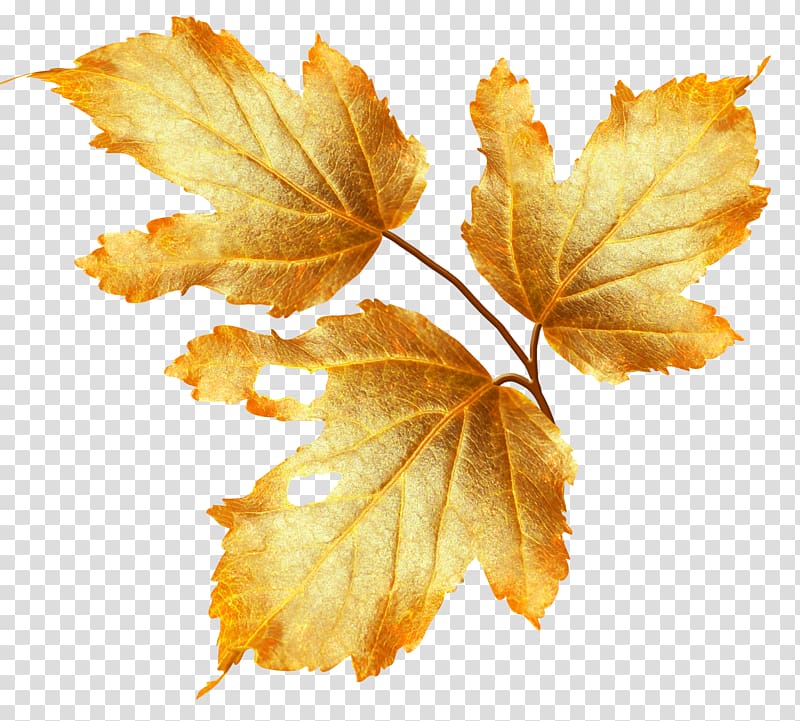 Autumn Flower , Autumn leaves transparent background PNG clipart