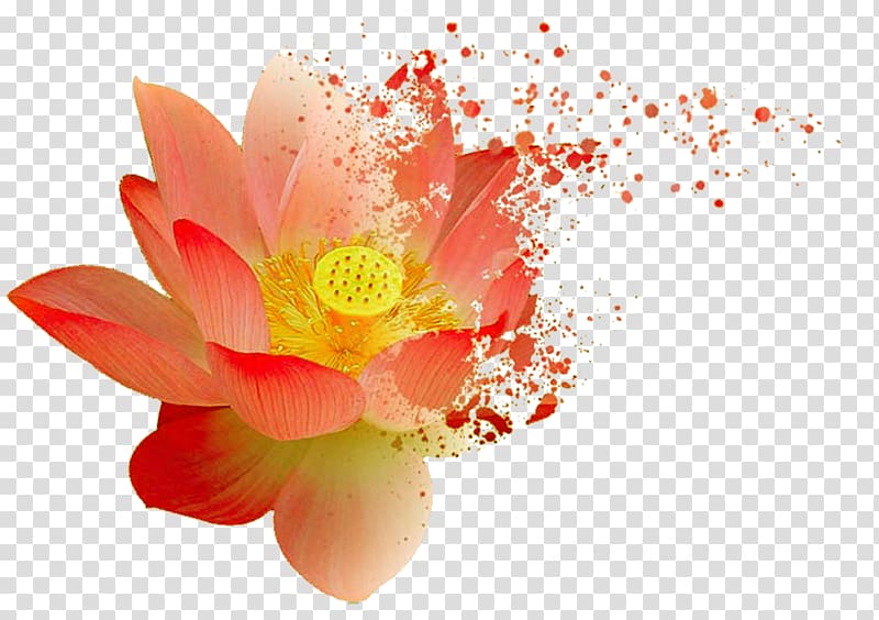 Nelumbo nucifera Computer Icons , Destroyed lotus material transparent background PNG clipart