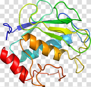 Line Point Organism , line transparent background PNG clipart thumbnail