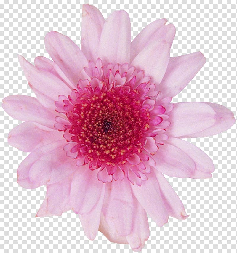 Transvaal daisy Chrysanthemum Cut flowers, dahlia flowers background transparent background PNG clipart