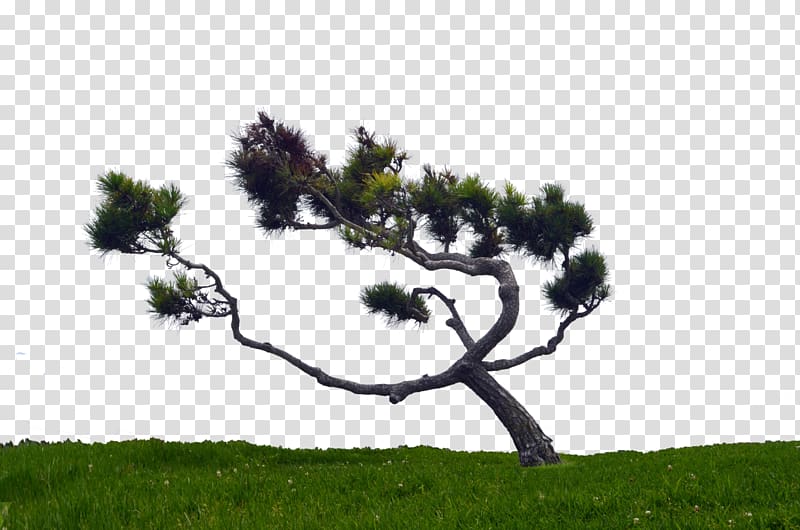 Pinus contorta Tree, hill transparent background PNG clipart