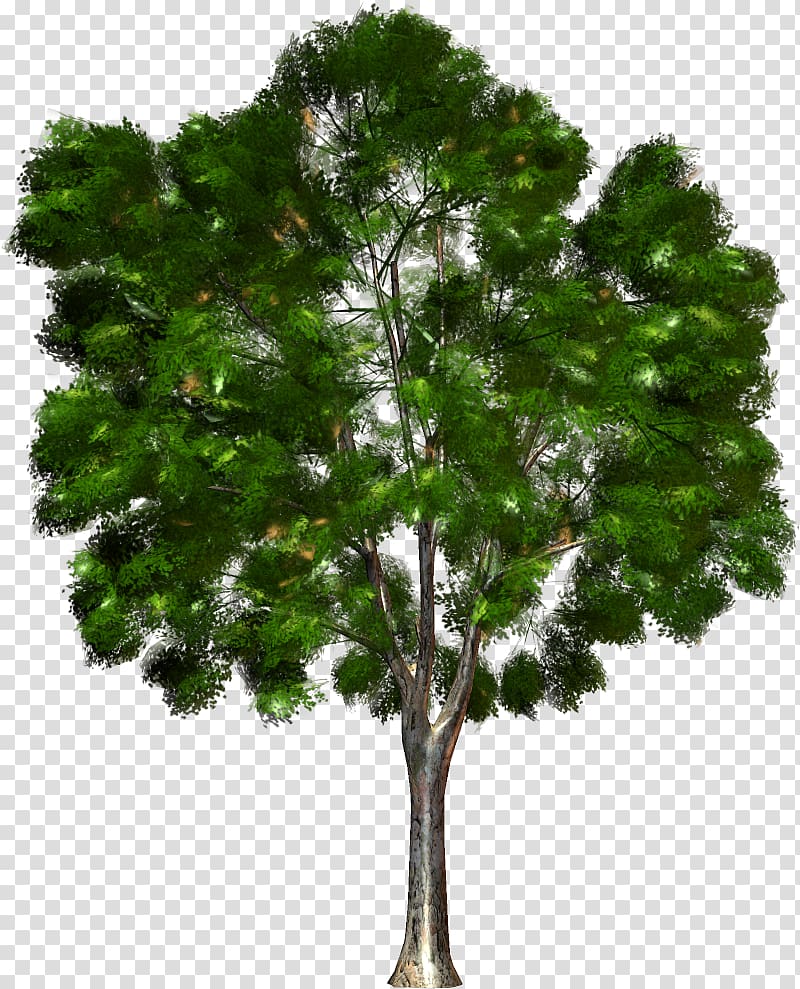 Tree Forest Kinoteatr Art , tree transparent background PNG clipart