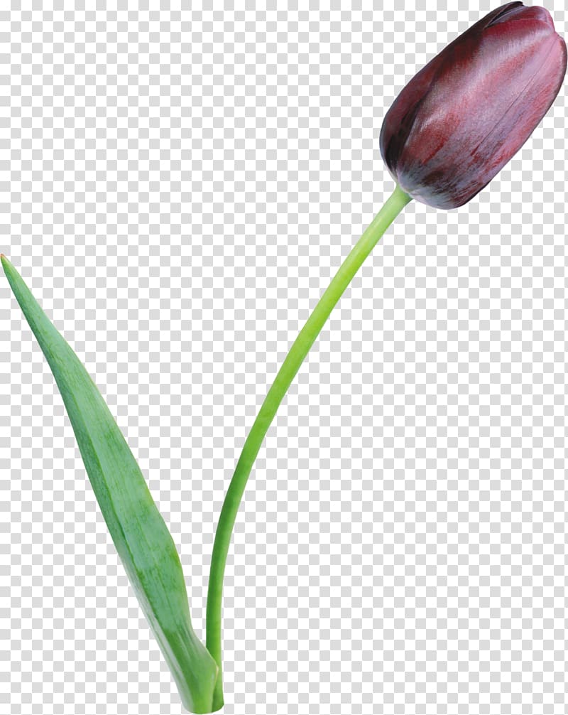Tulipa clusiana Flower Lilac Petal, tulip transparent background PNG clipart