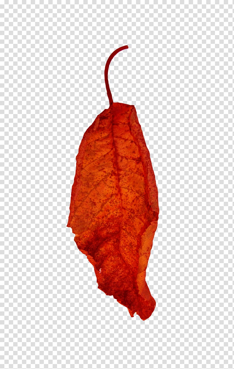 Leaf Red Euclidean , Red leaf transparent background PNG clipart