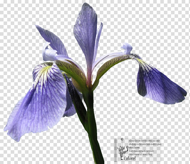 Northern blue flag Orris root Irises, iris transparent background PNG clipart