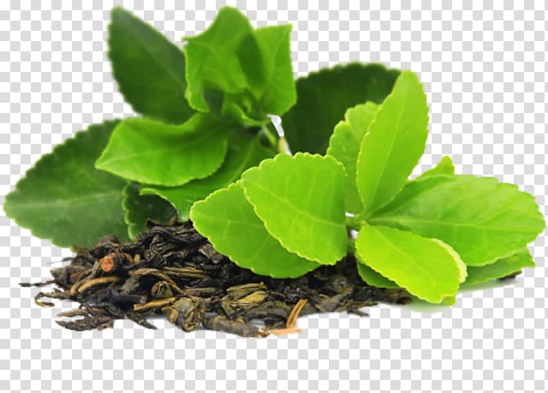 Green tea Herbal tea Tea bag, green tea transparent background PNG clipart