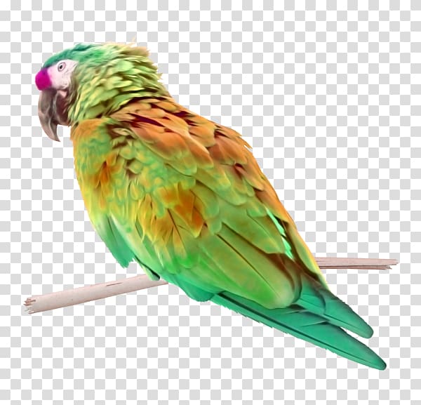 Lovebird Macaw Parakeet Perroquet, Bird transparent background PNG clipart