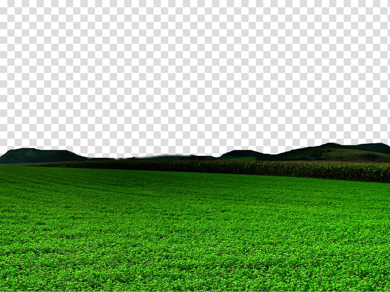 green grass field, Lawn Green Grasses Grassland , Nature Free transparent background PNG clipart