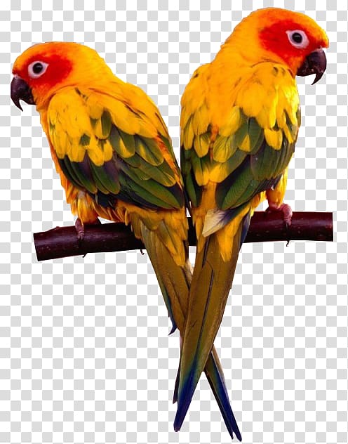 Lovebird Finch Cockatiel Cockatoo, Cattle feed transparent background PNG clipart